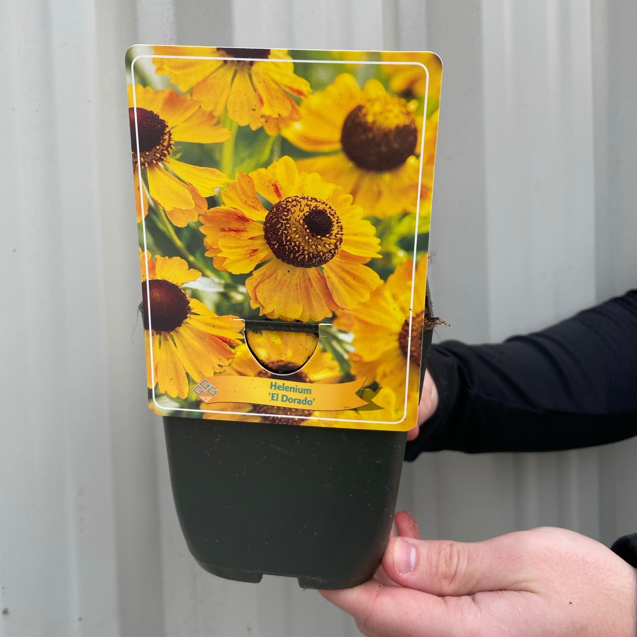 Helenium 'El Dorado' 1.5L