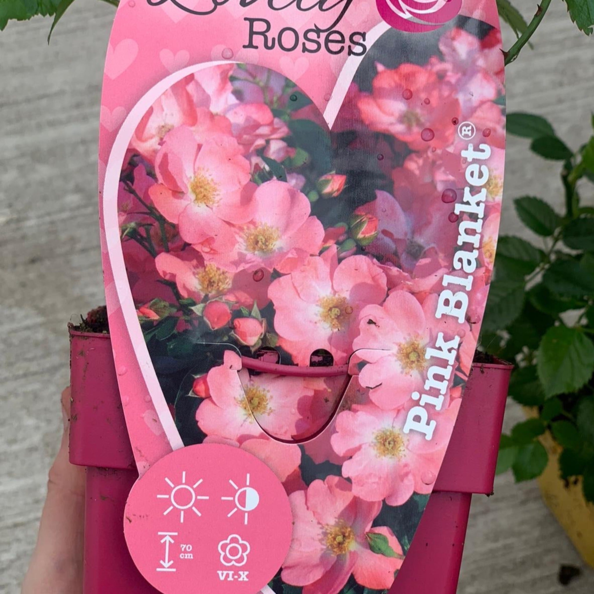 Patio Roses - Pink Blanket