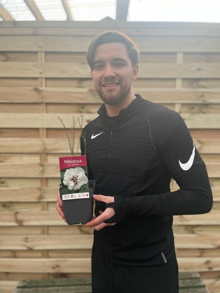 Hibiscus syriacus 'Speciosus' 1.5L