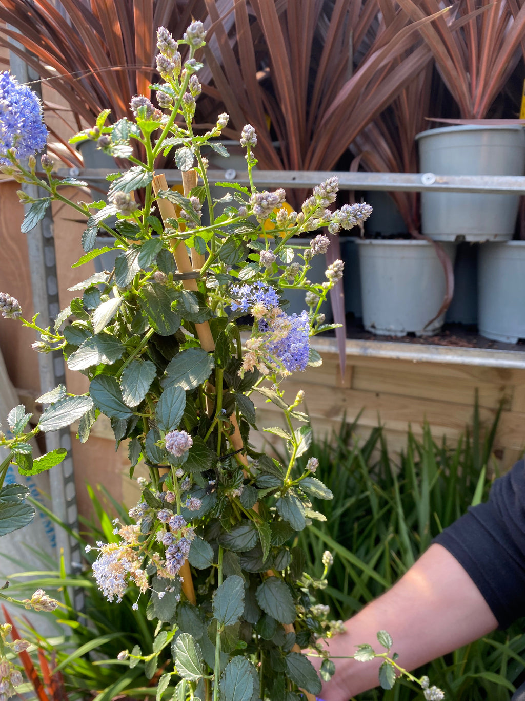 Ceanothus repens Pyramid 60-70cm