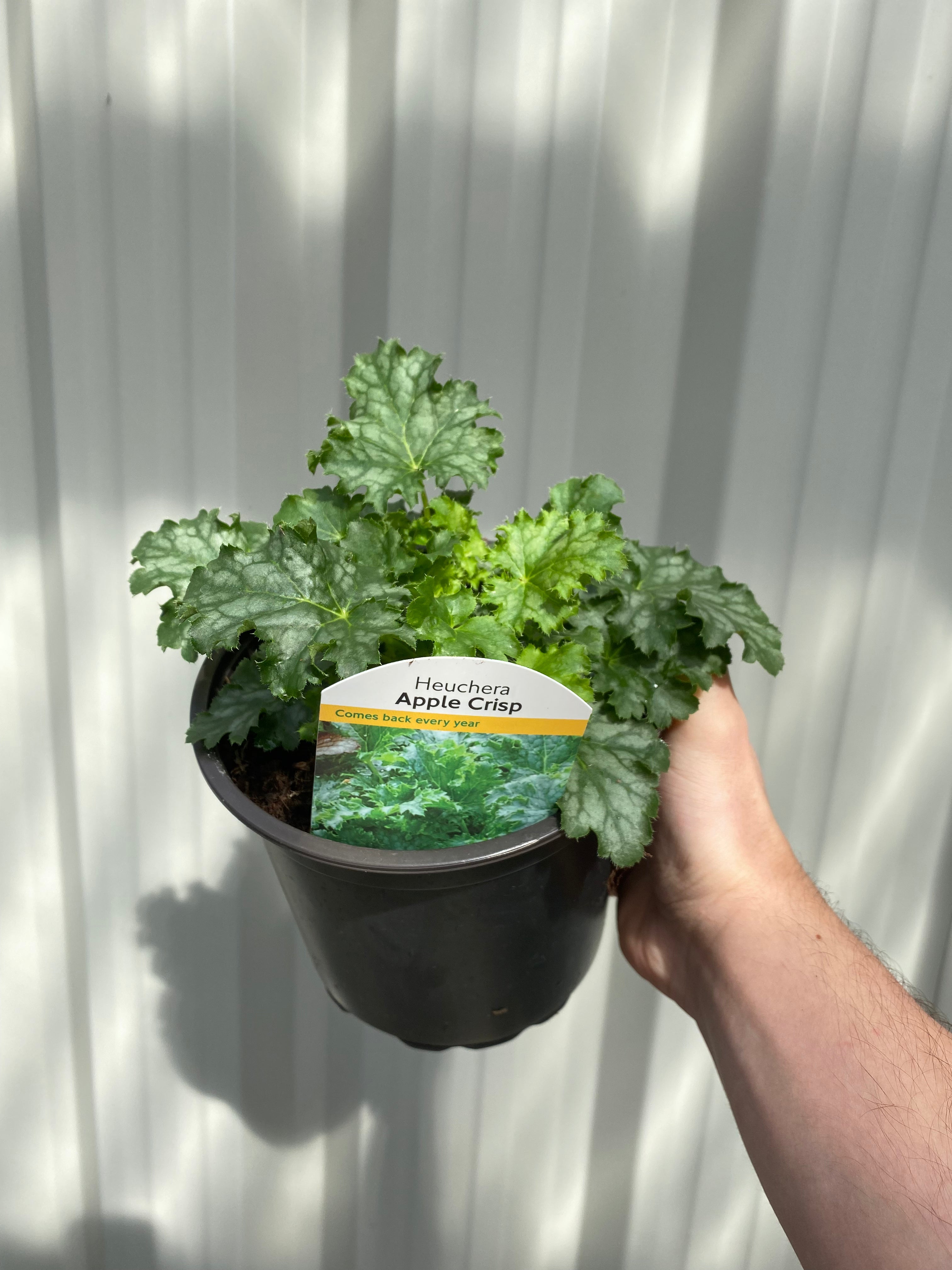 Heuchera 'Apple Crisp' 2L