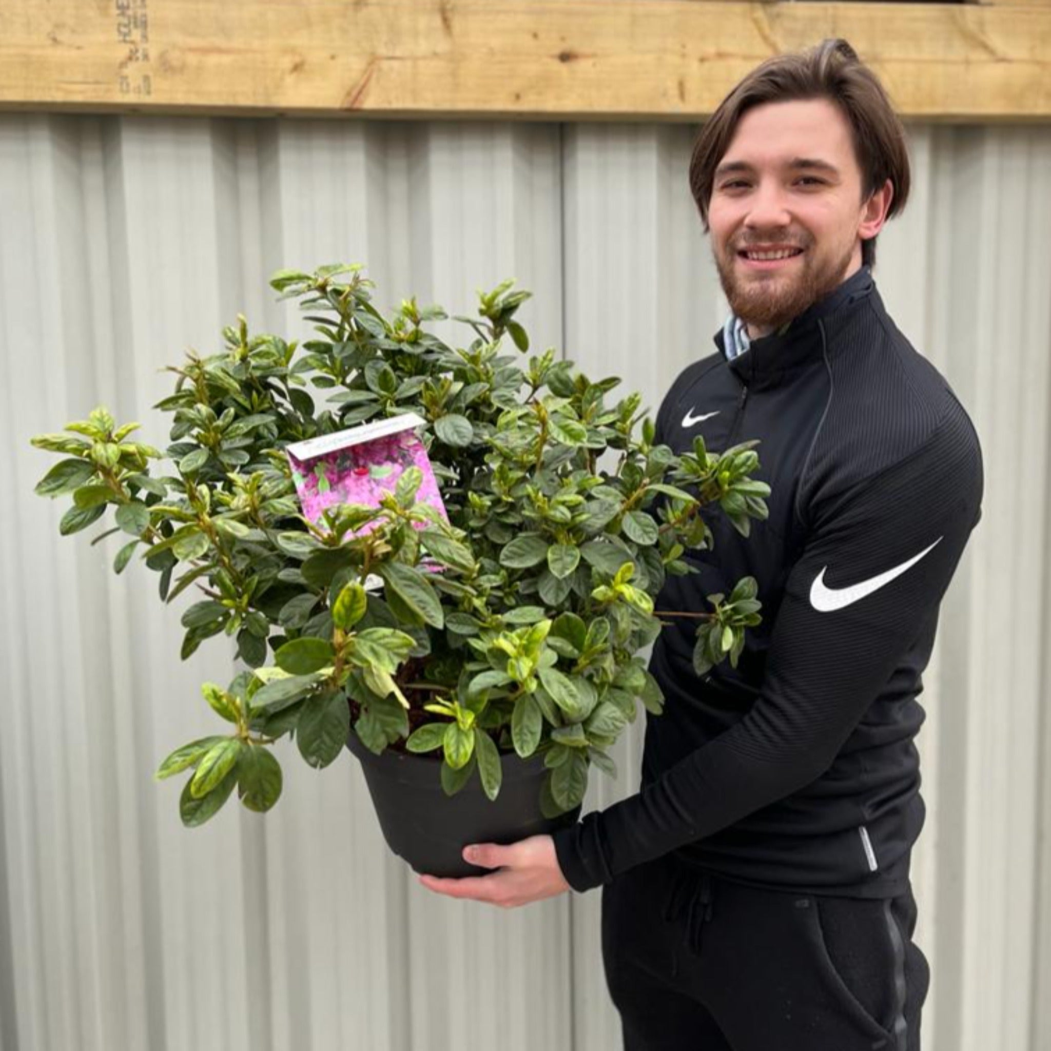 Azalea 'Koningstein' 10L