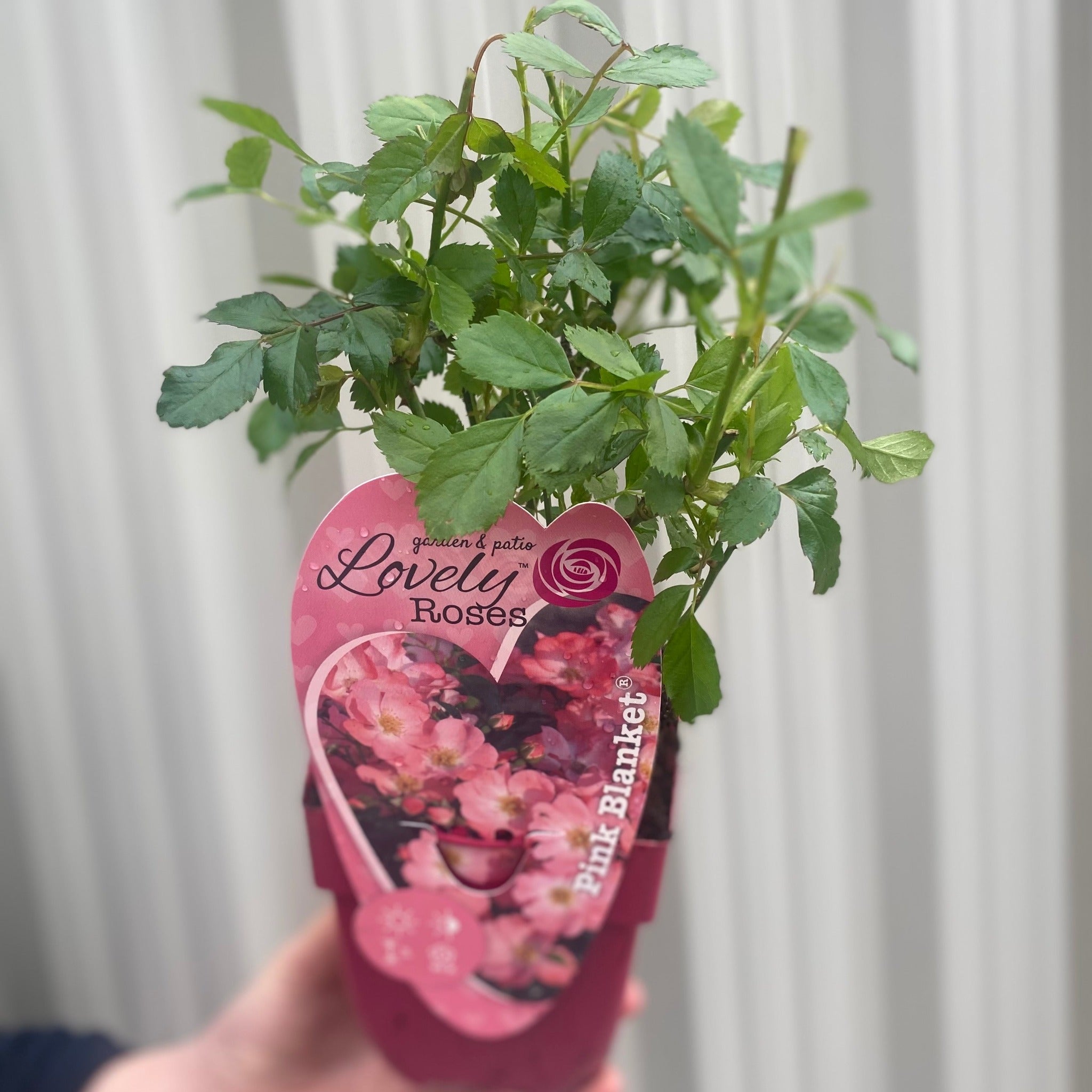 Patio Roses - Pink Blanket