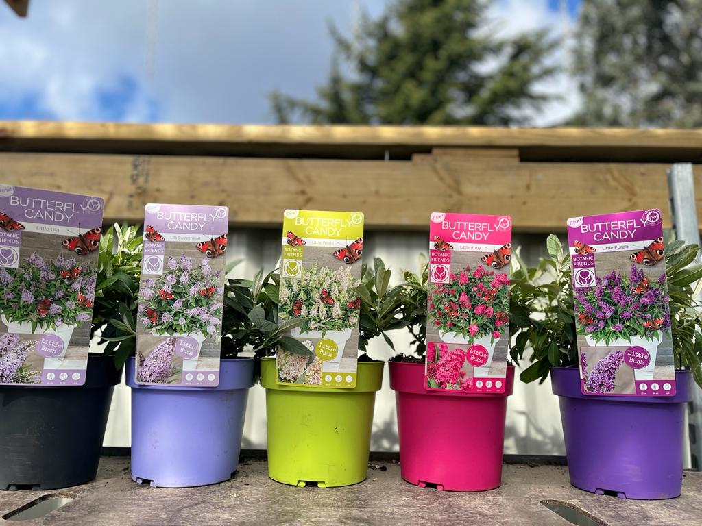 Buddleja Butterfly Candy 'Lila Sweatheart' 9cm/1L/2L/3L