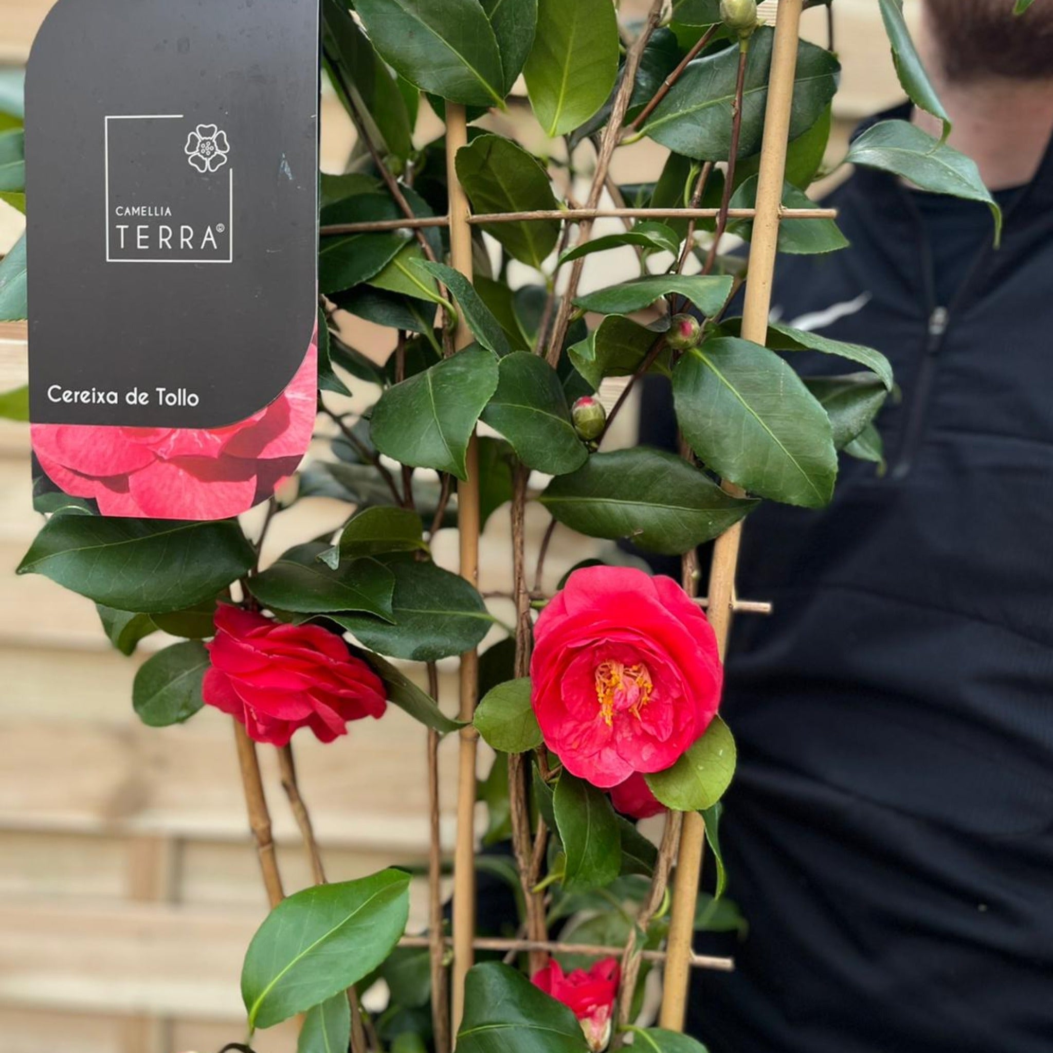 Camellia on frame 'Cereixa de tollo' 5L (100cm)