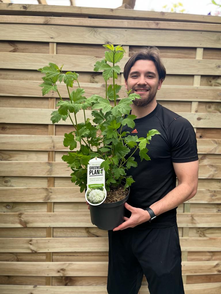 Viburnum opulus 'Roseum' (Snowball) 9cm / 2L / 5L
