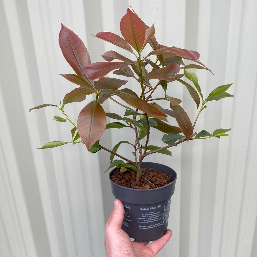 Photinia x fraseri 'Red Robin' 9cm-10L