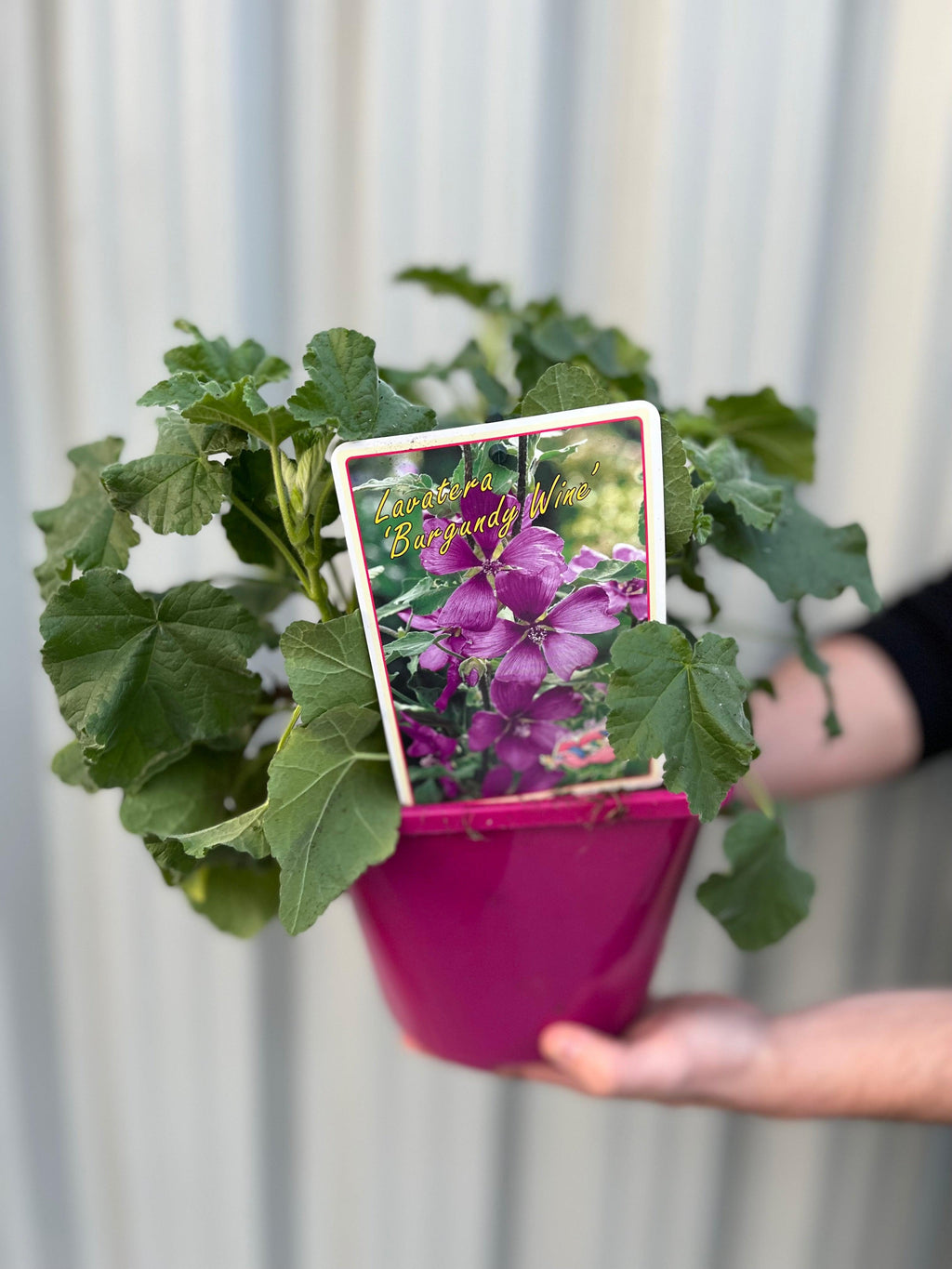 Lavatera 'Burgundy Wine' 9cm / 2L / 3L