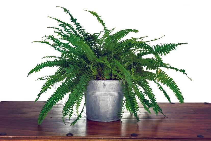 Boston Fern | Nephrolepis exaltata Bostoniensis | 25-30cm