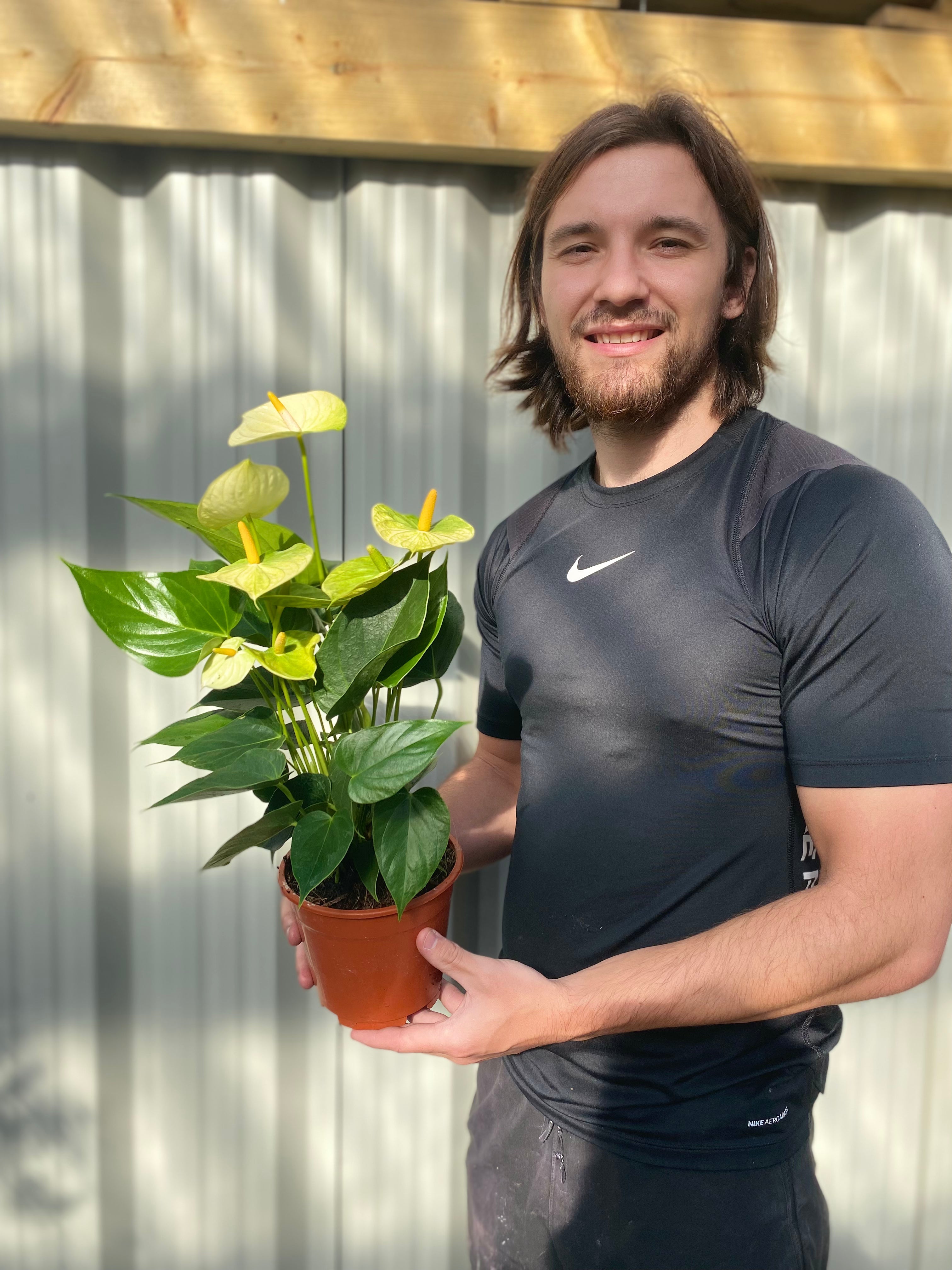 Anthurium - White 40-50cm