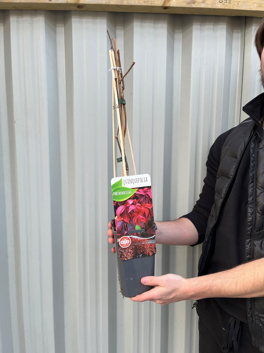 Parthenocissus quinquefolia 'Virginia Creeper' 2L