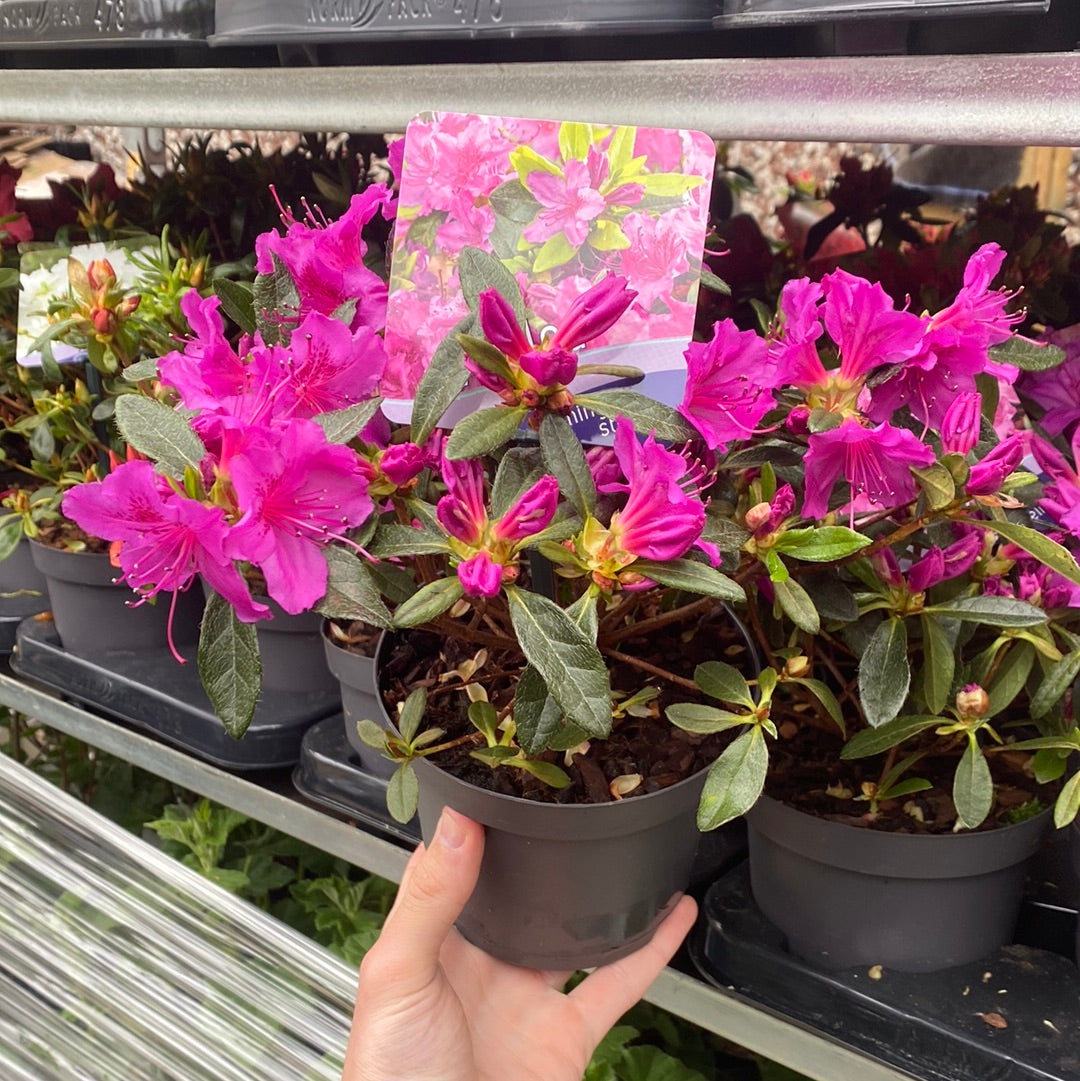 Azalea 'Koningstein' 1L