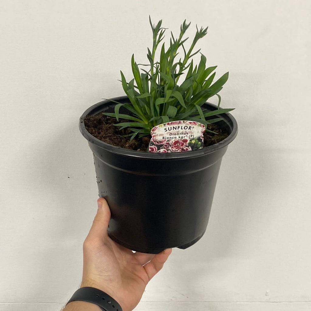 Dianthus Bianca 3L