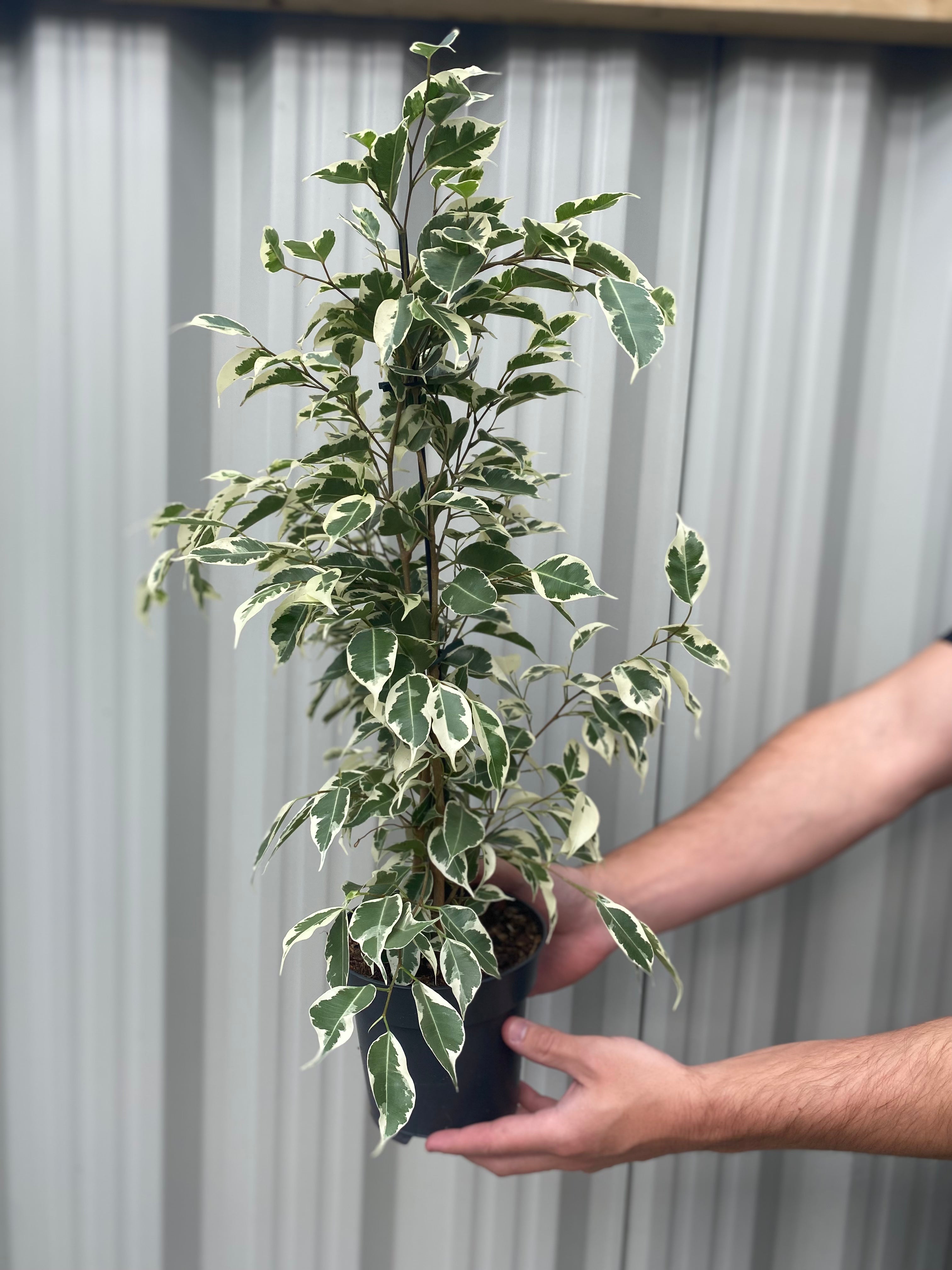 Ficus Benjamina variegated (Weeping Fig) 50-60cm