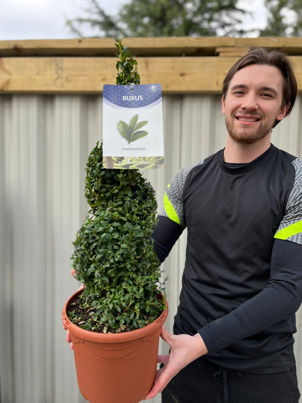 Buxus Spiral | Buxus sempervirens Topiary (70-80cm)