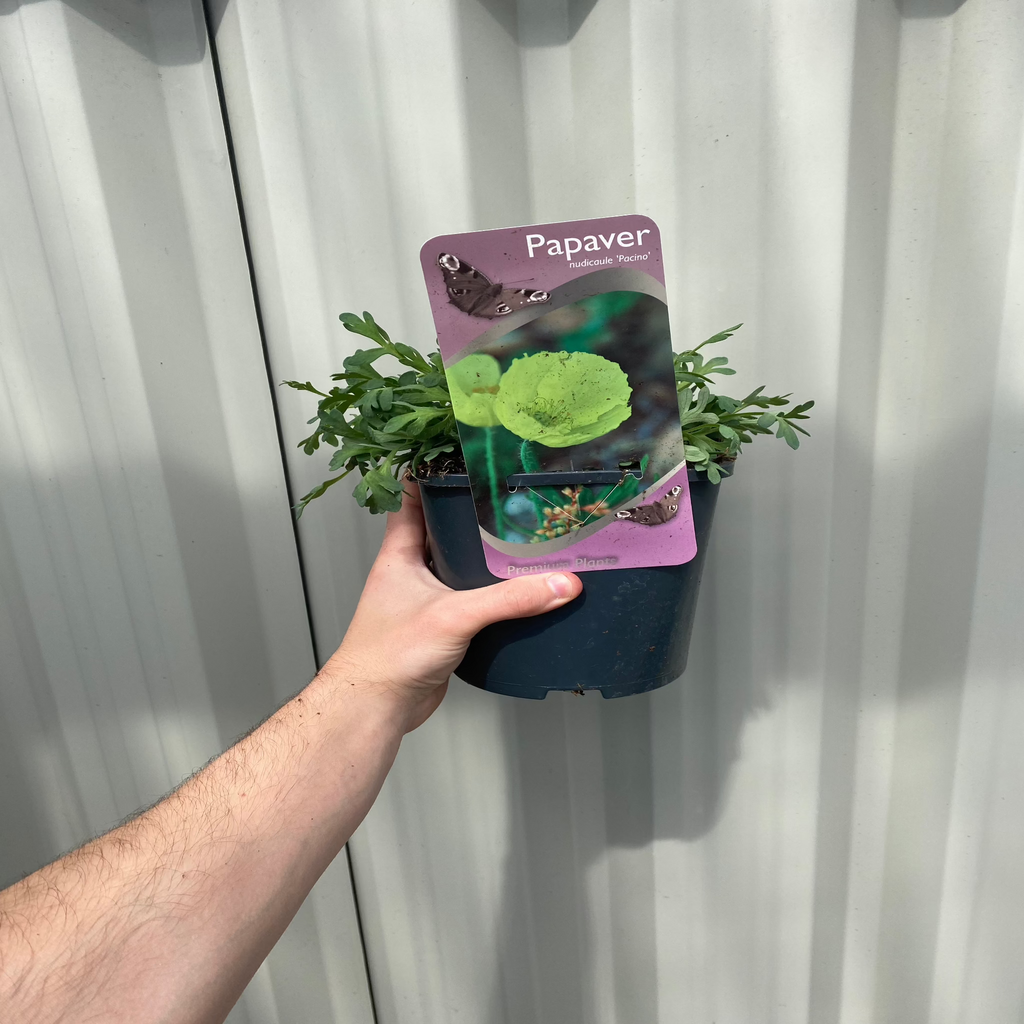 Poppy nudicaule Pacino 2L