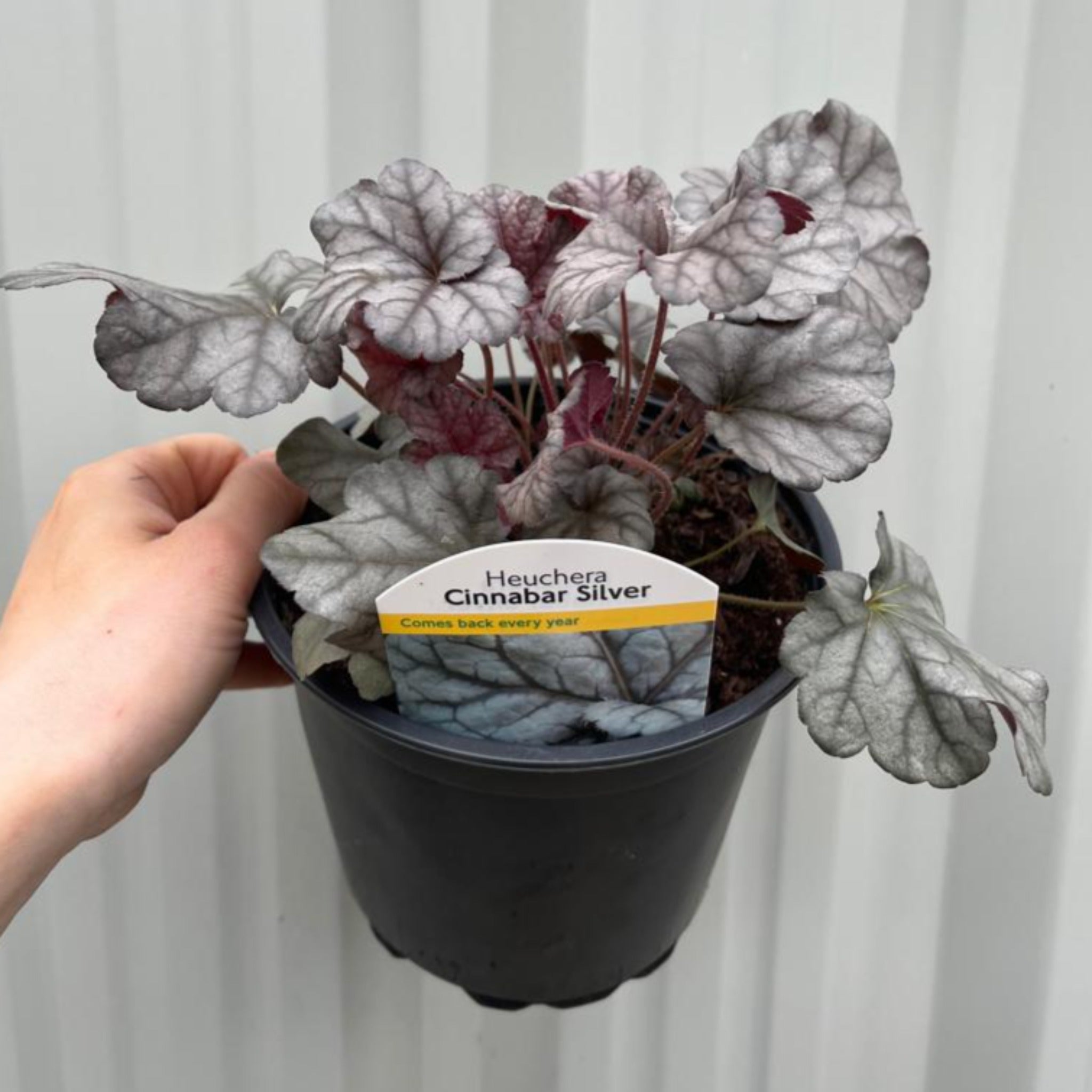 Heuchera 'Cinnabar Silver' 2L