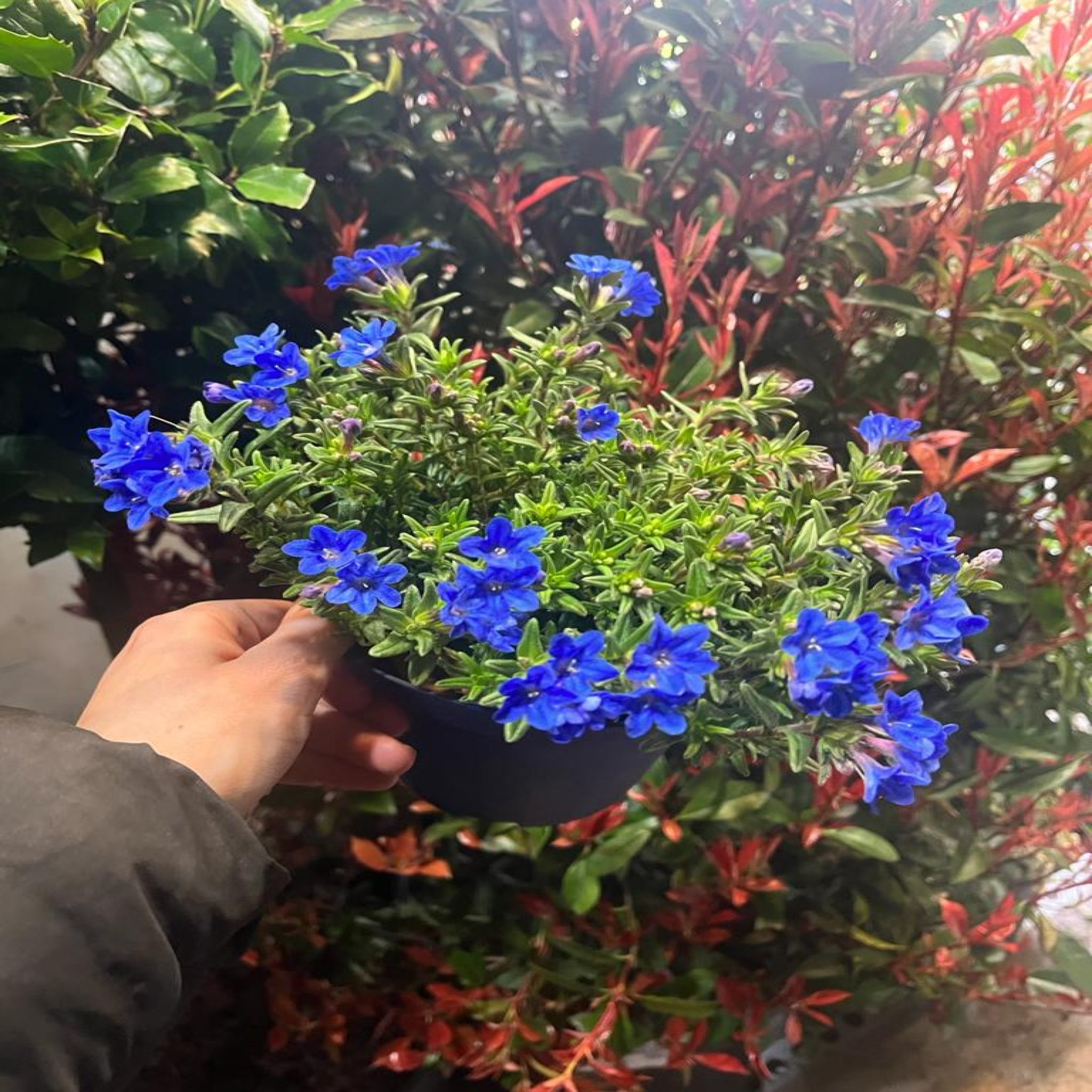 Lithodora 'Heavenly Blue'
