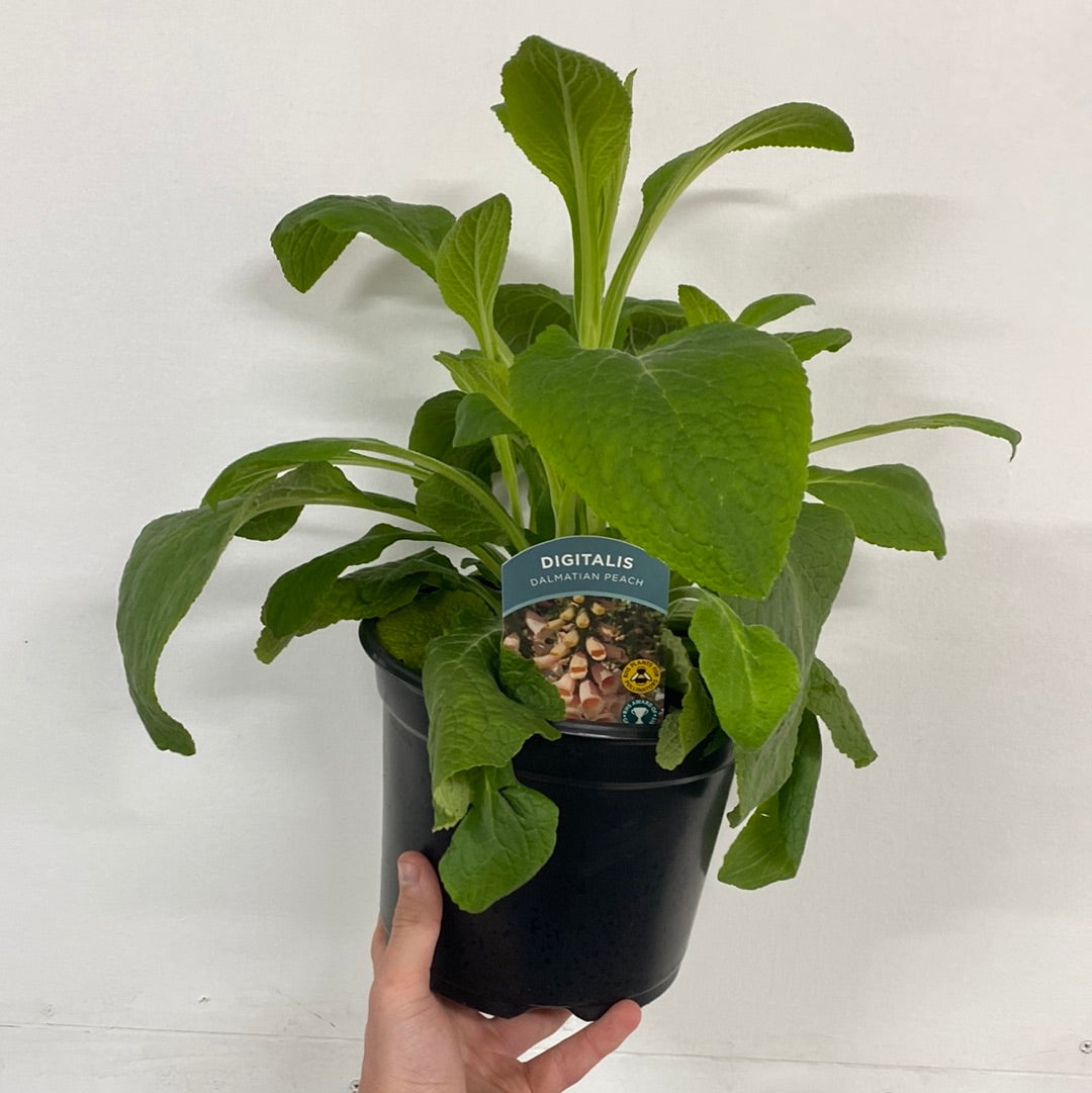 Digitalis purpurea 'Dalmatian Peach' (Foxglove) 9cm/3L