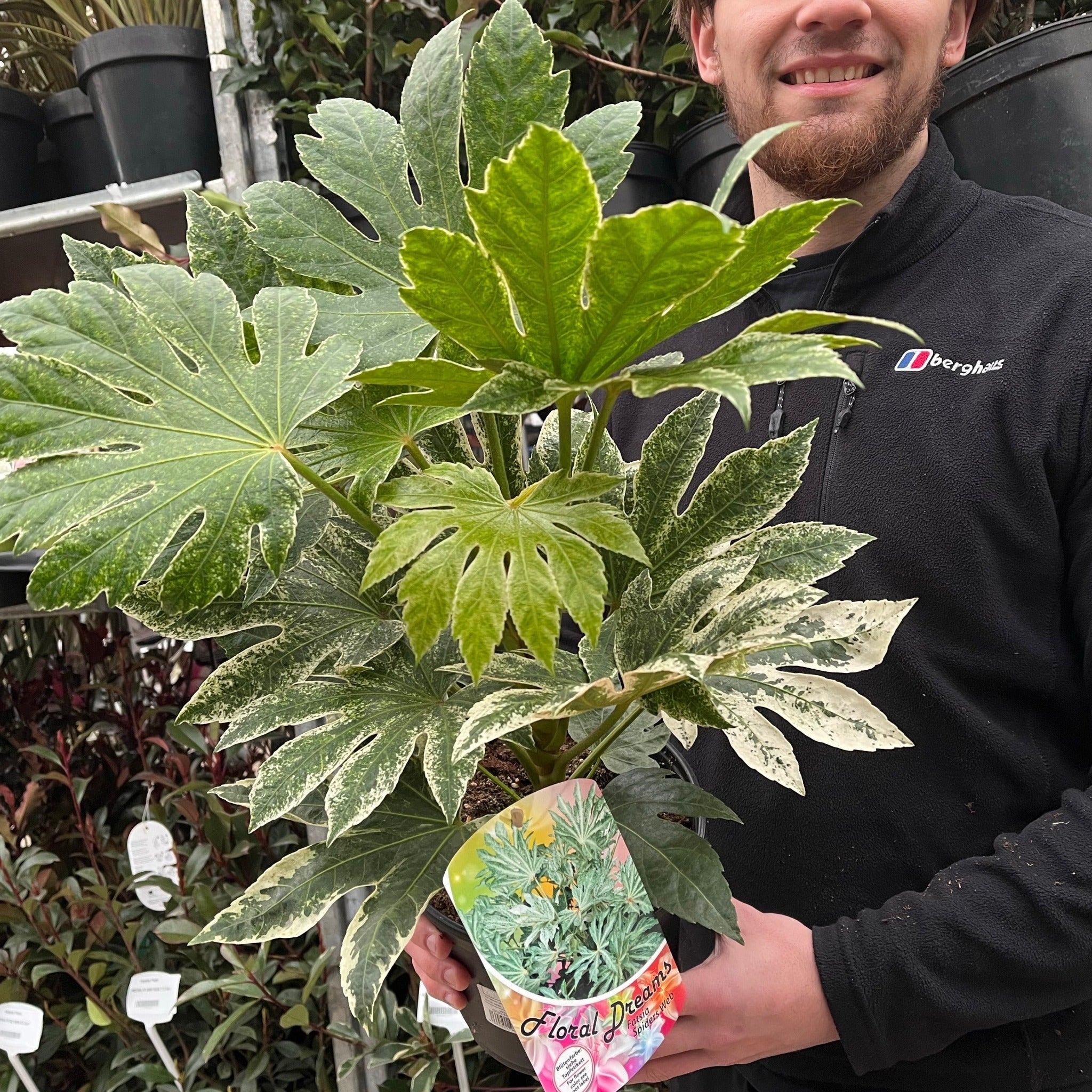 Fatsia japonica 'Spider's Web' 9cm-7.5L