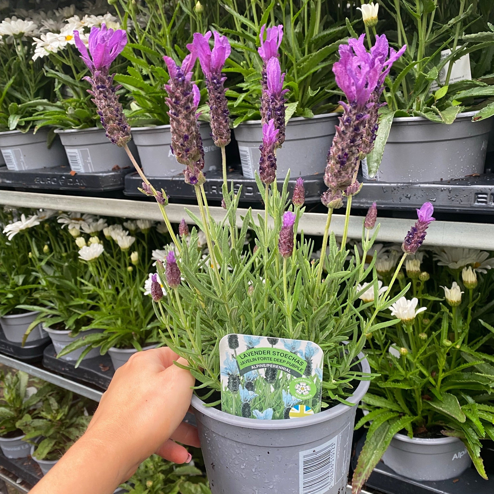 Lavender Stoechas - Javelin Deep Purple 9cm/1.5L/2L