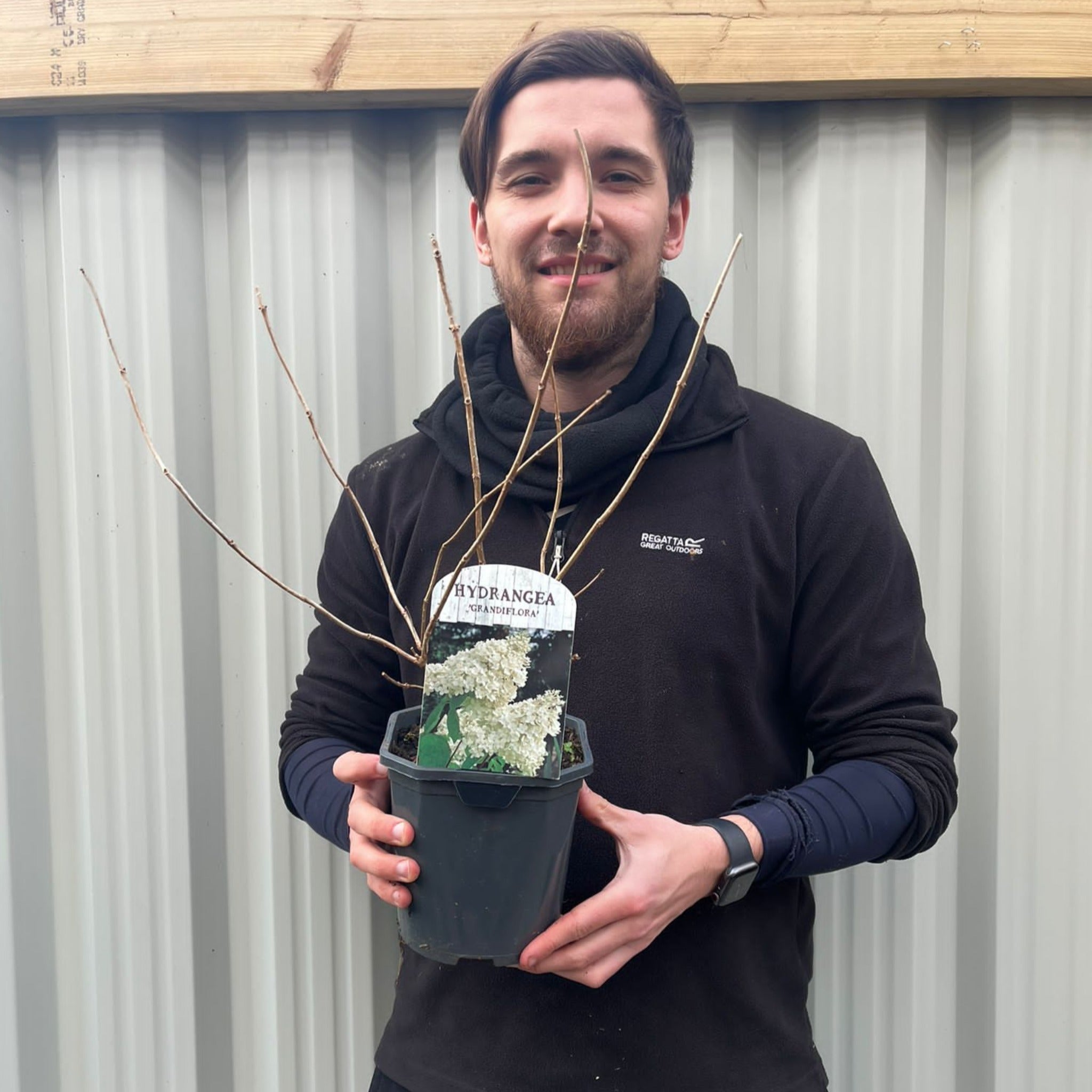 Hydrangea paniculata Grandiflora 1/2L/10L