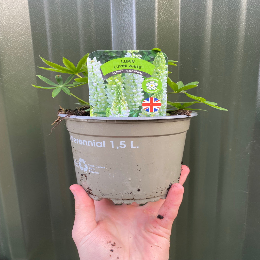 Lupin 'Gallery White' 9cm / 2L