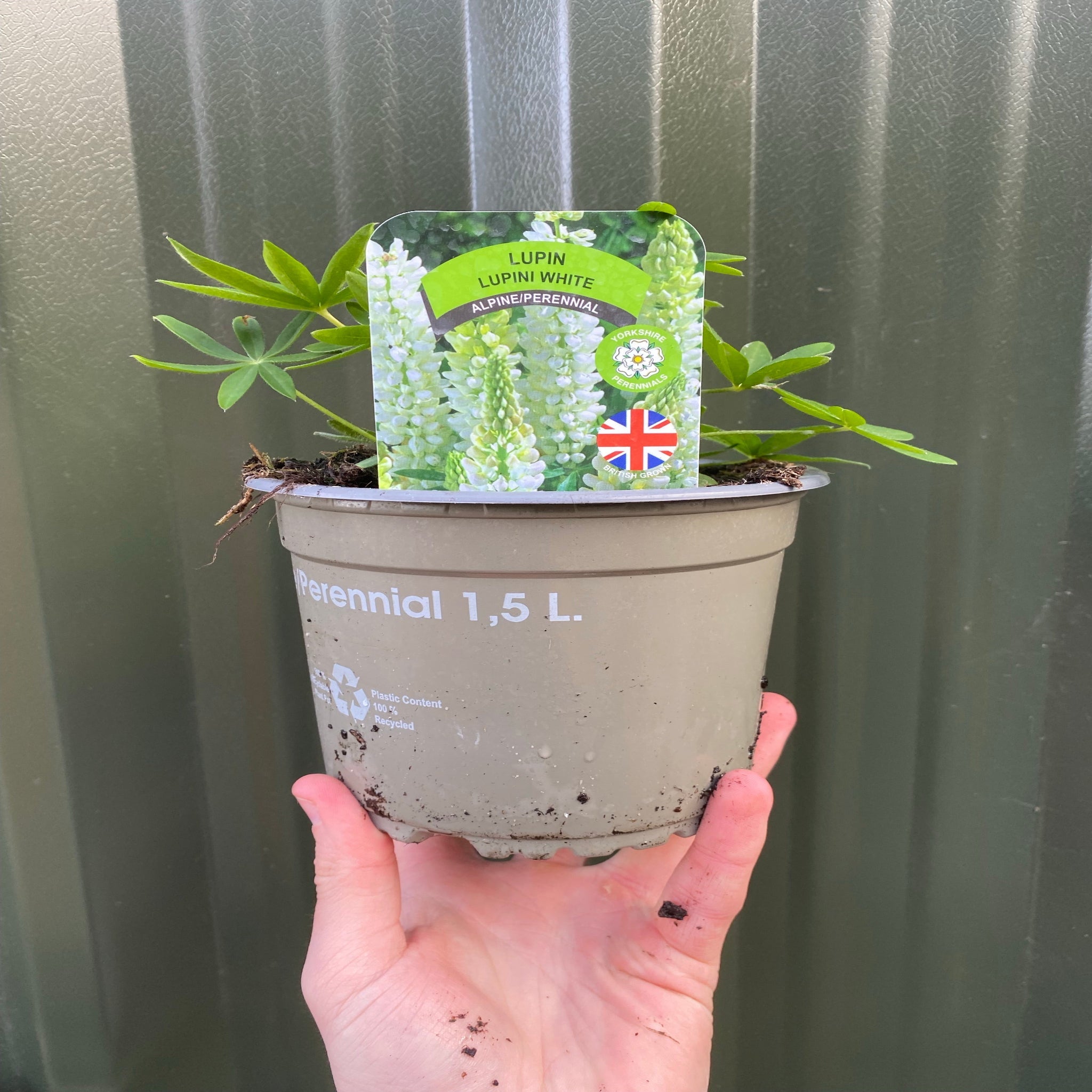 Lupin 'Gallery White' 9cm / 2L