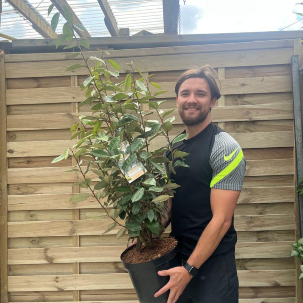 Elaeagnus x ebbingei Compacta (Multibuy Offers Available)