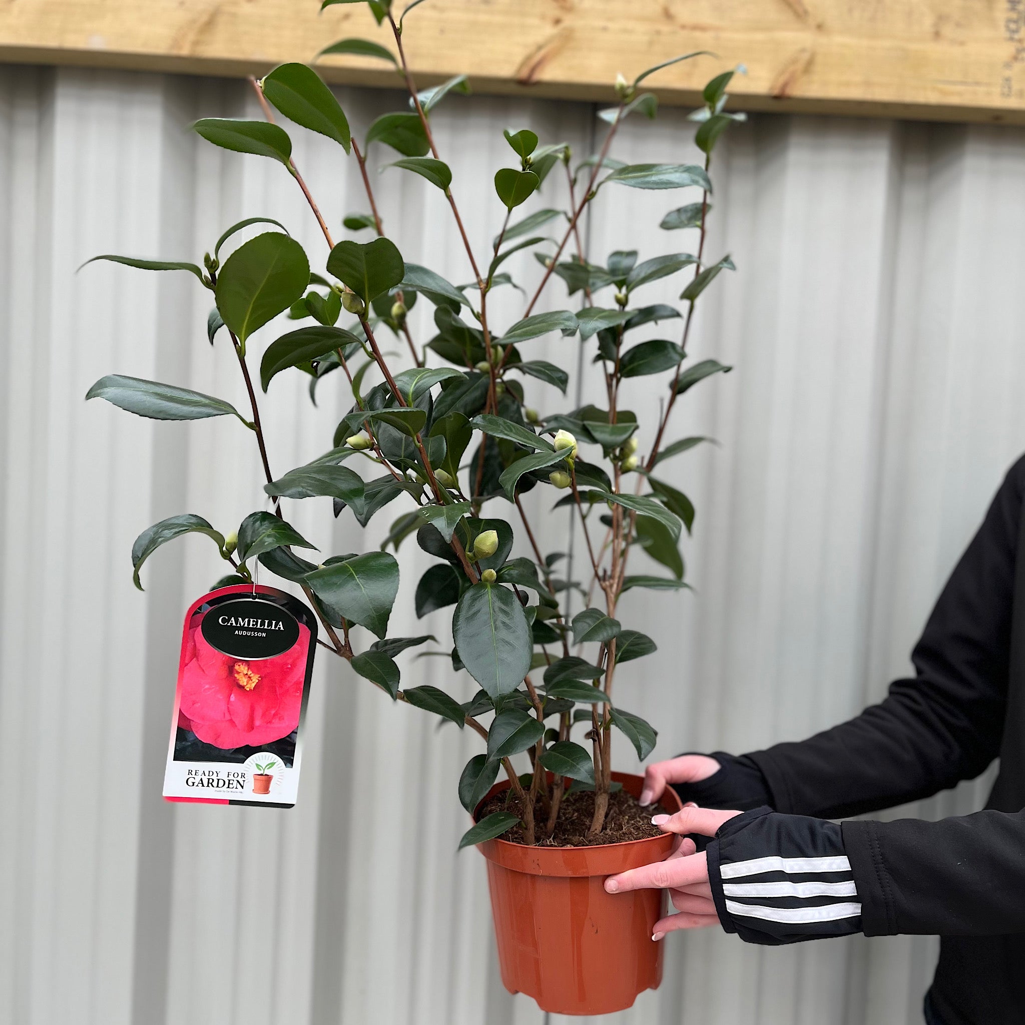 Camellia japonica 'Adolphe Audusson' 3L (70cm Tall)