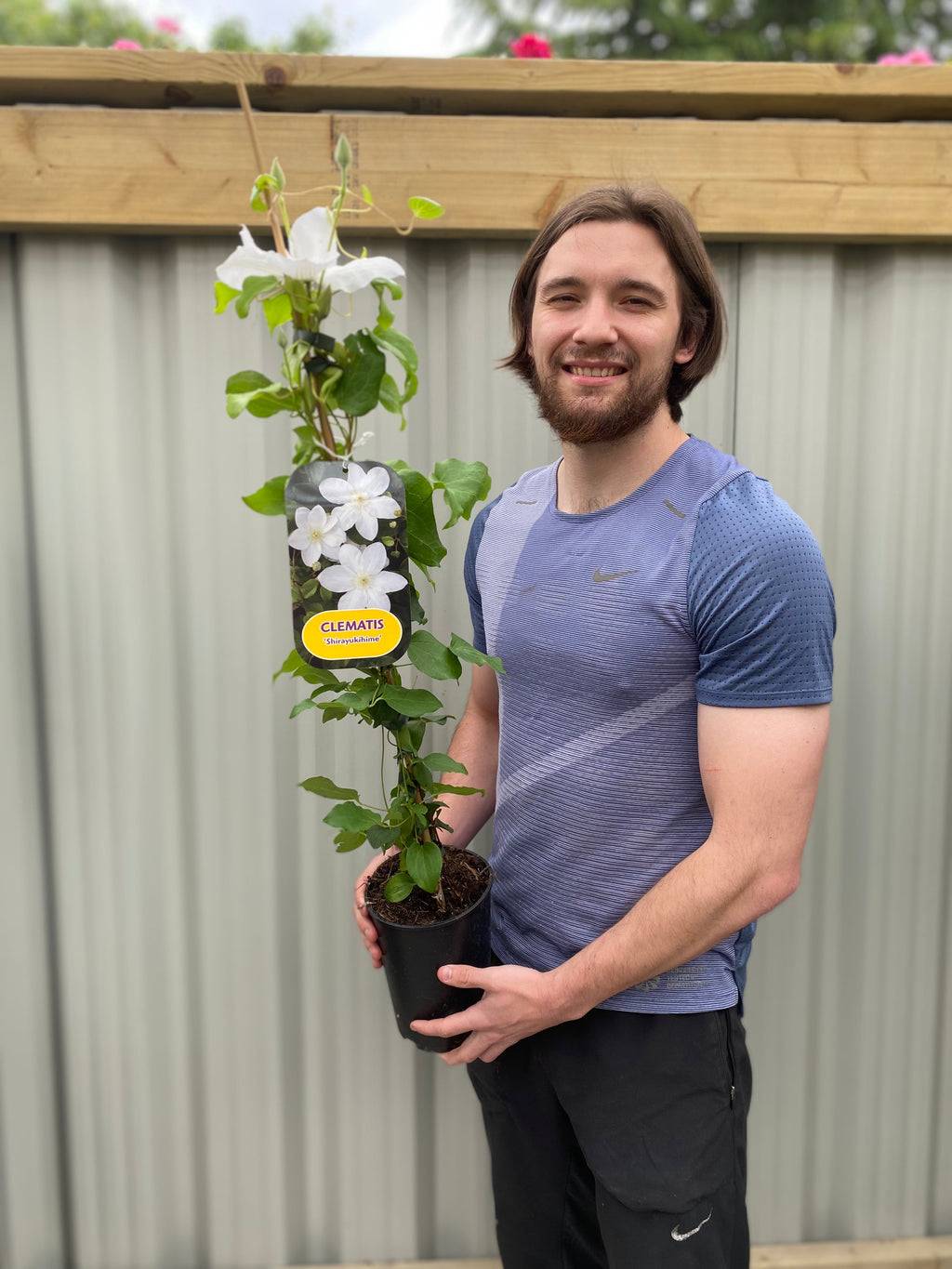 Clematis 'Shirayukihime' 90-95cm