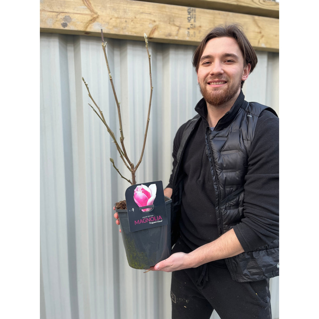 Magnolia denudata 'Fragrant Cloud' 4L