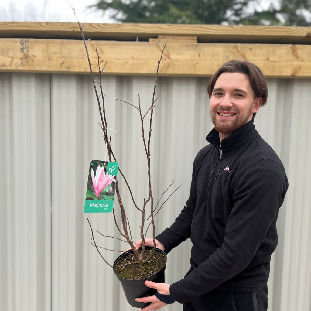 Magnolia 'Betty' 3L