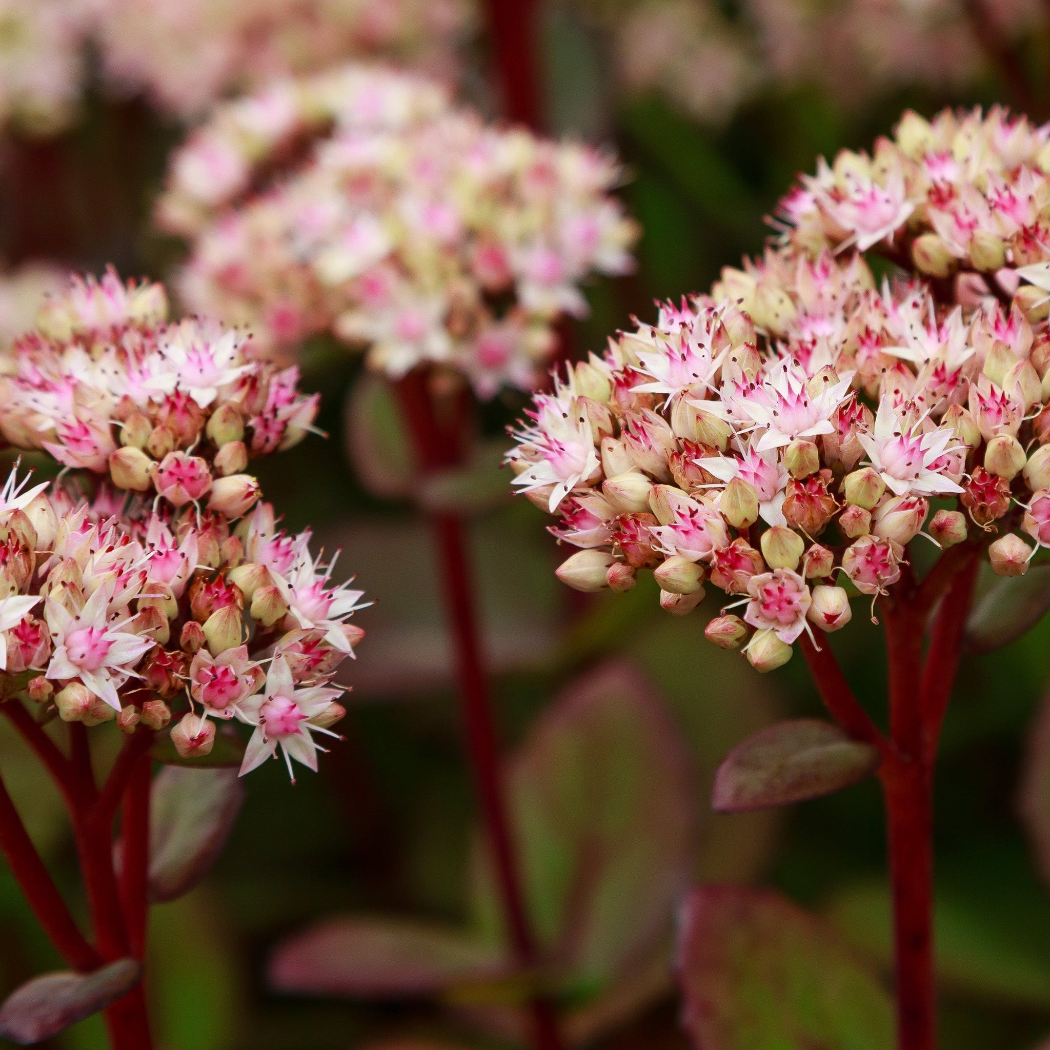 Sedum - Matrona 1.5L