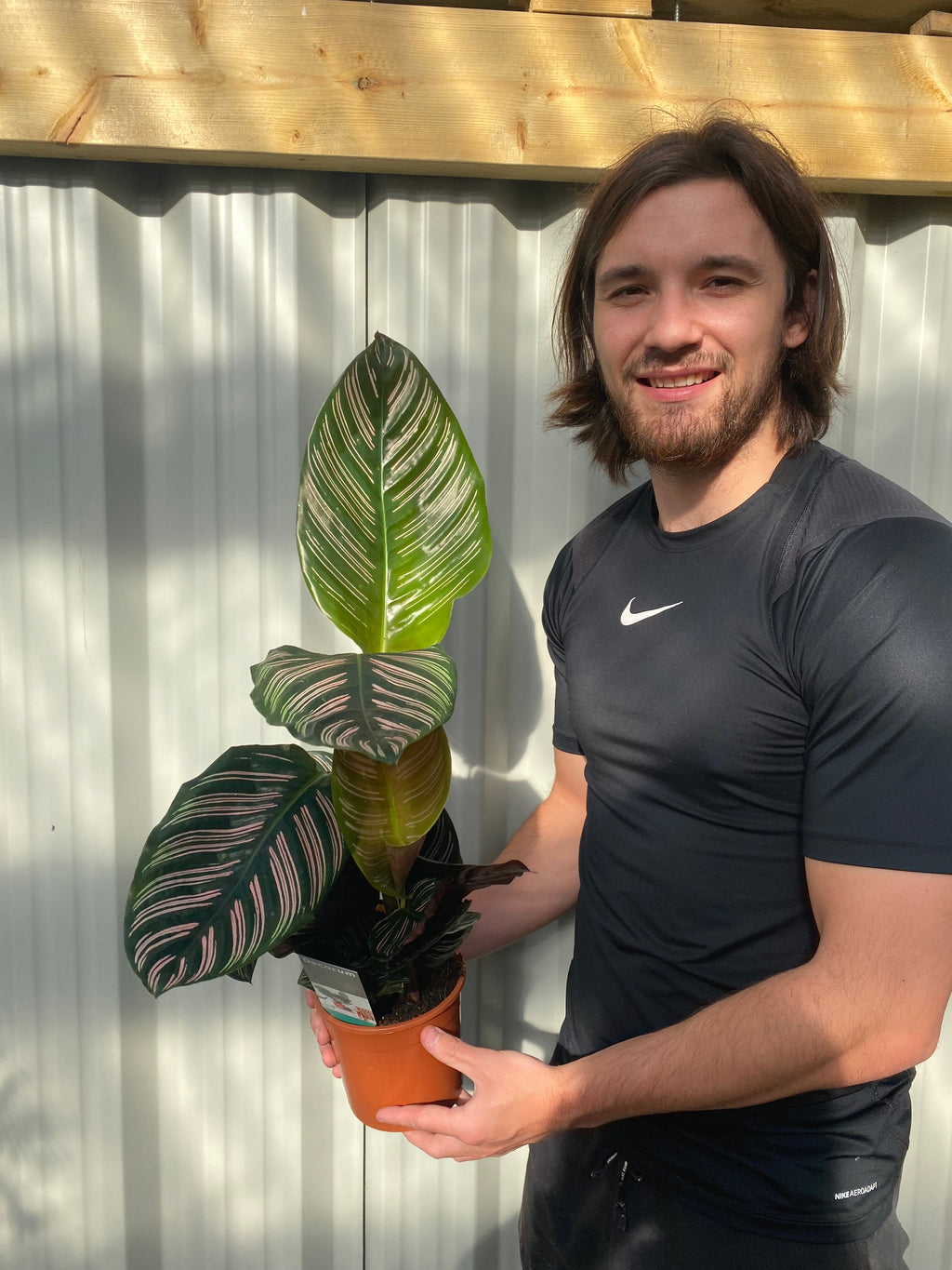 Calathea sanderiana 50cm