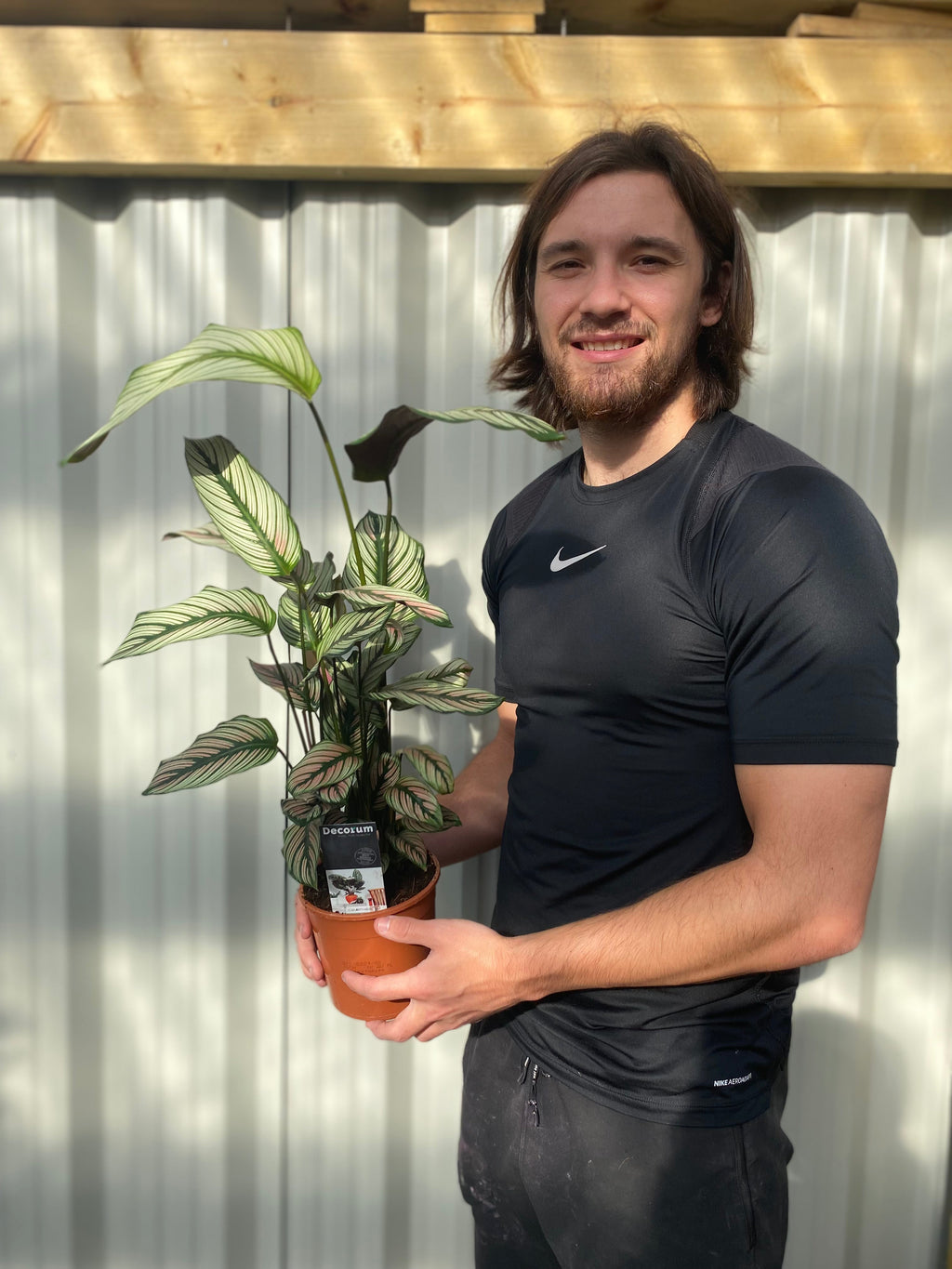 Calathea whitestar 50cm