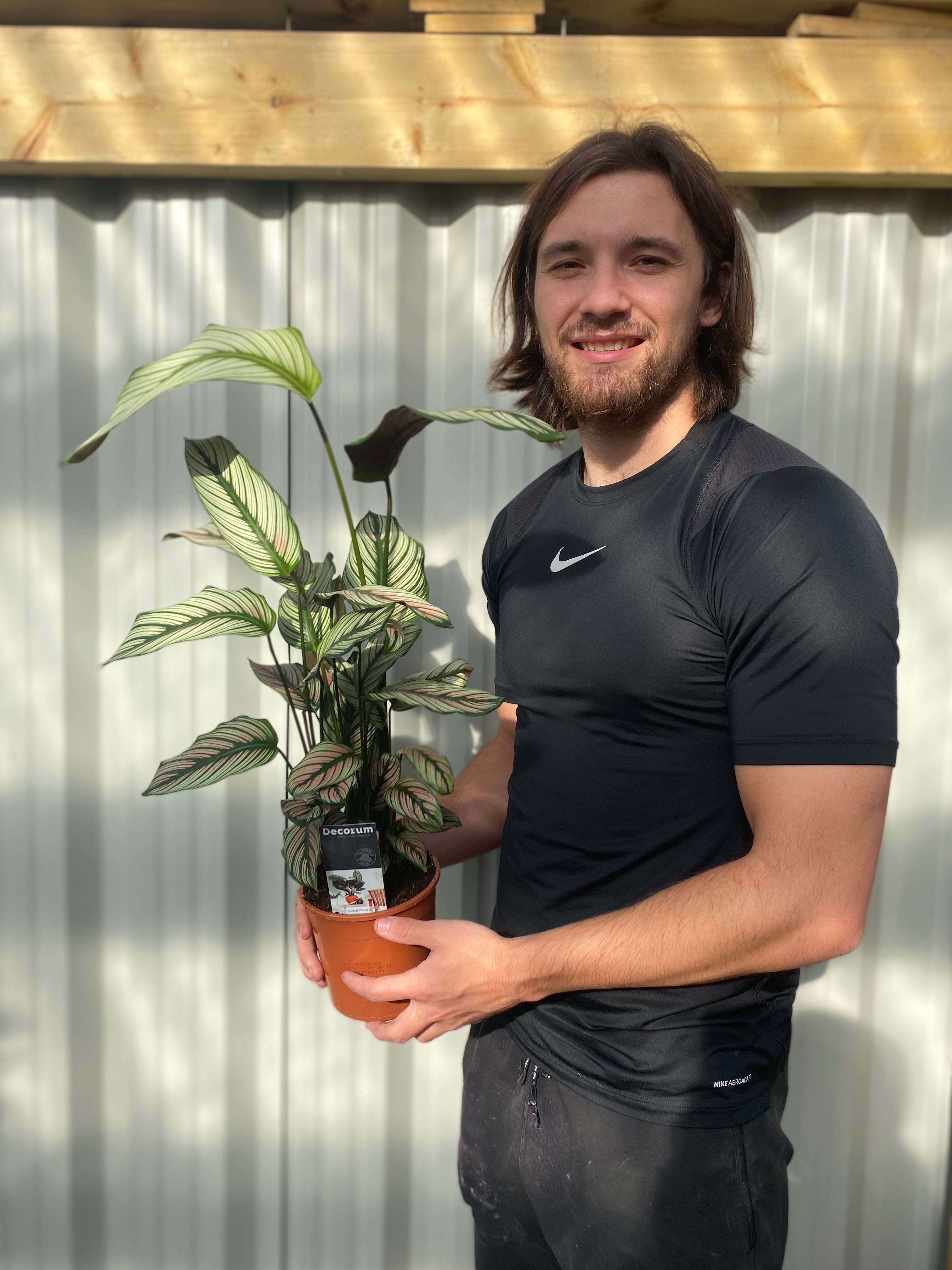 Calathea whitestar 50cm