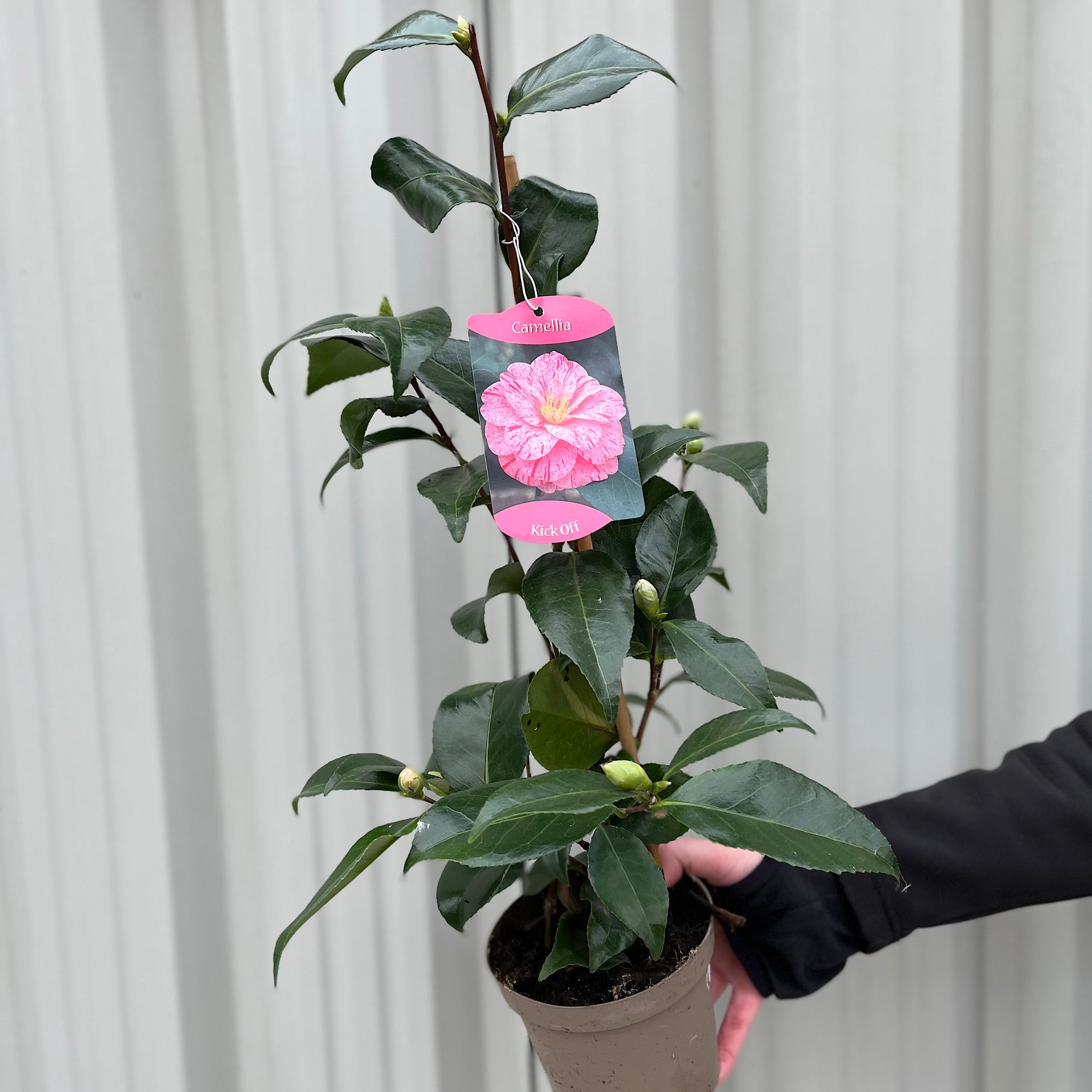 Camellia japonica 'Kick off' 60cm