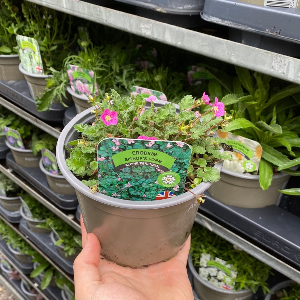 Erodium 'Bishops Form' 9cm