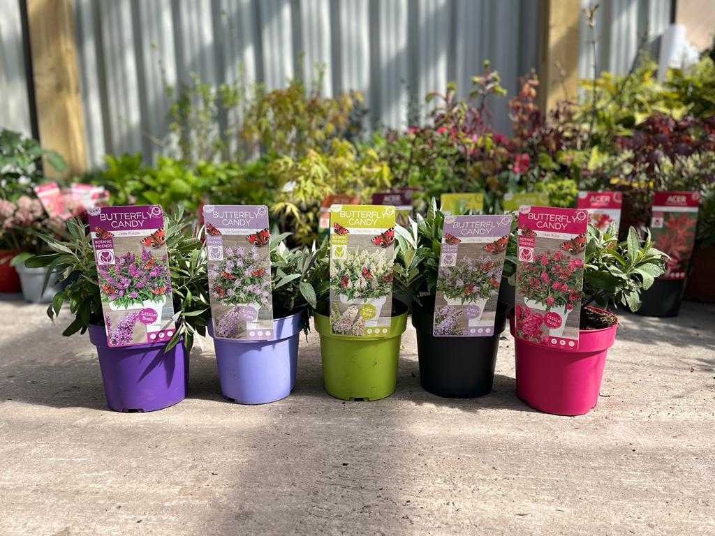 Buddleja Butterfly Candy 'Lila Sweatheart' 9cm/1L/2L/3L