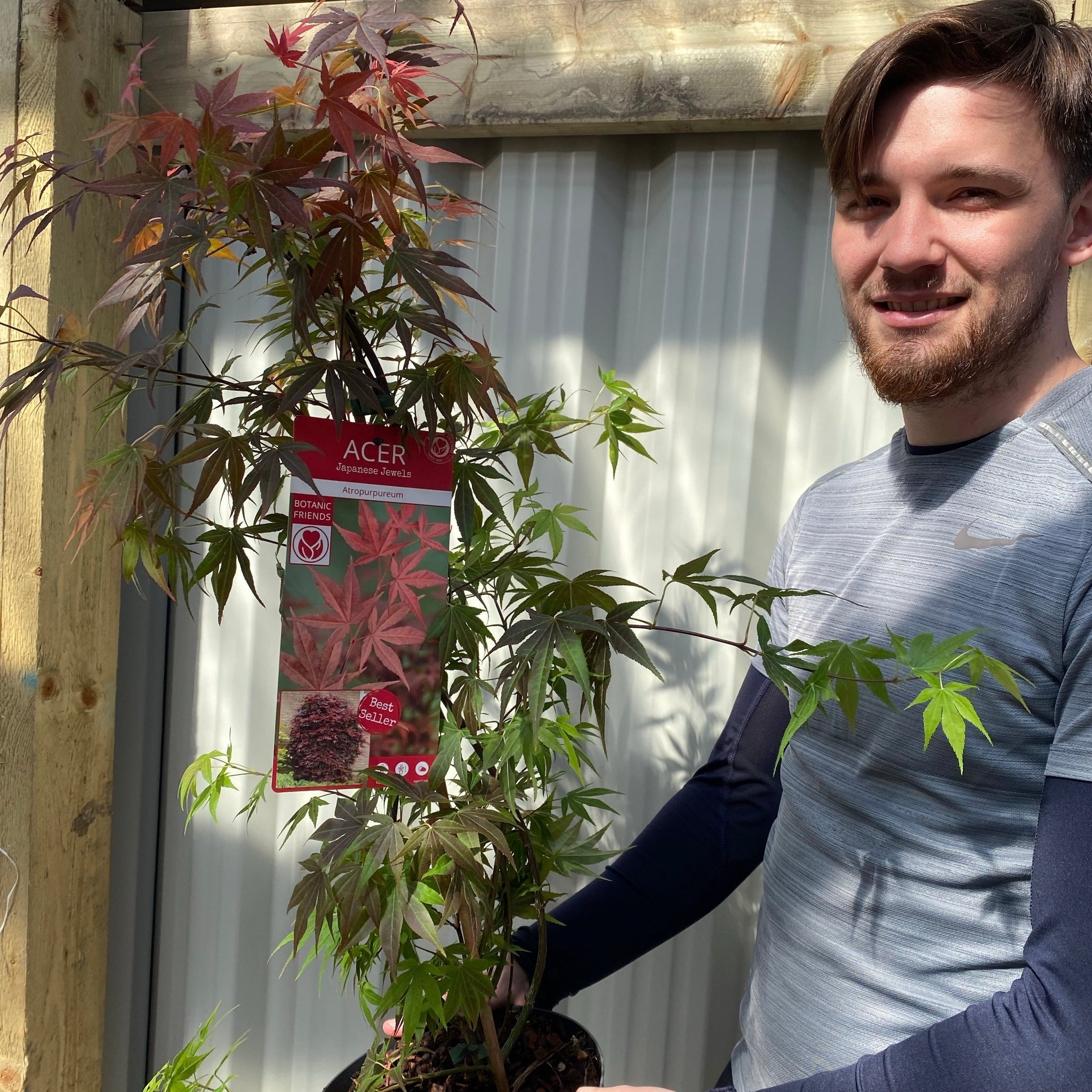 Acer palmatum 'Atropurpureum' 10.5cm / 2L / 3L / 10L
