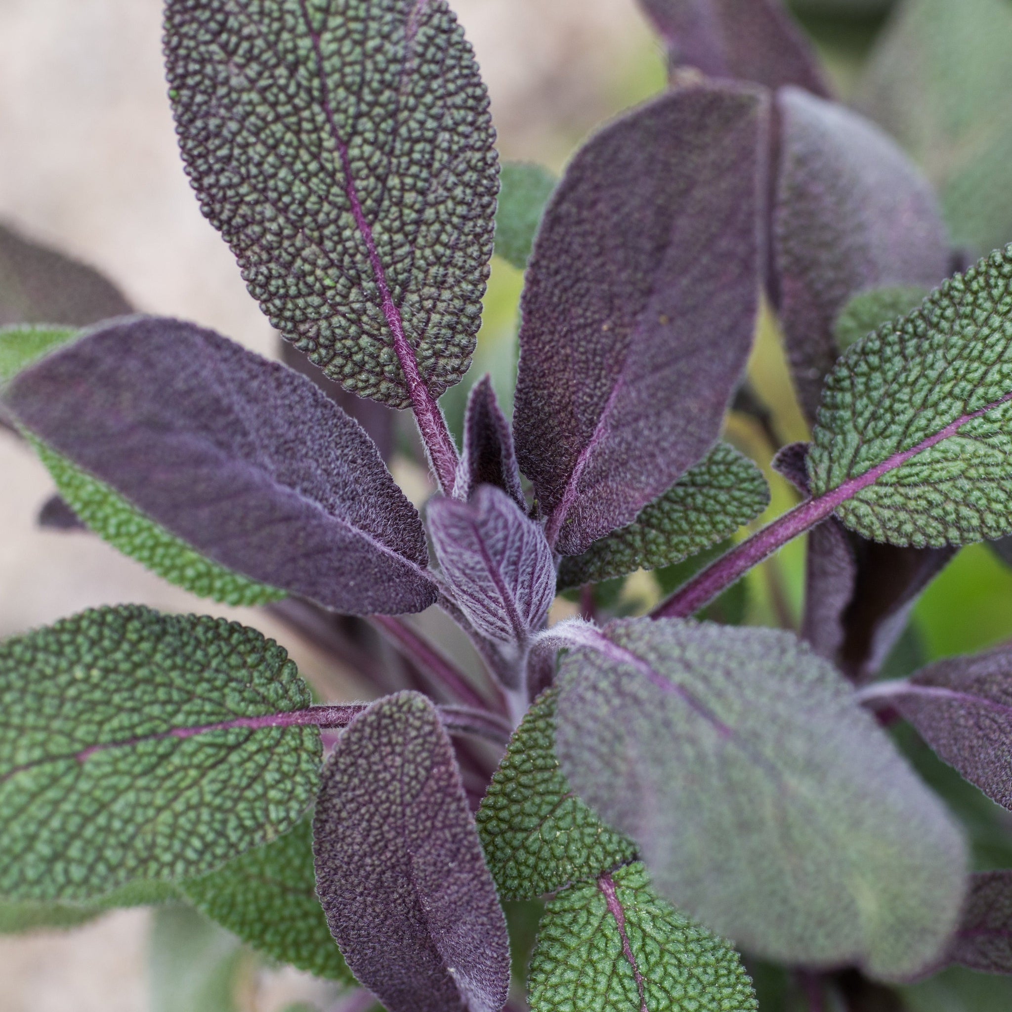 Sage Purple - Leaved Herb 16cm/1.5L
