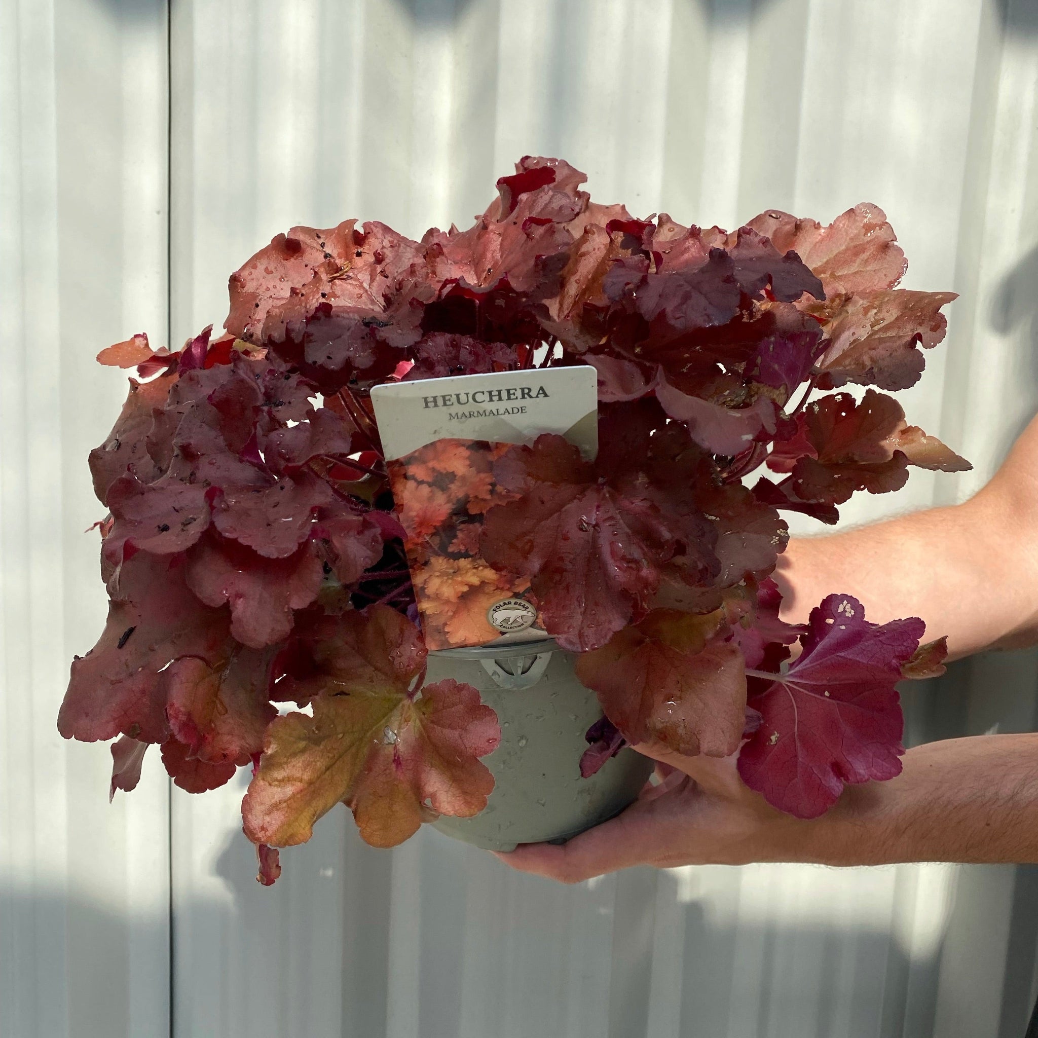 Heuchera 'Marmalade' 2L