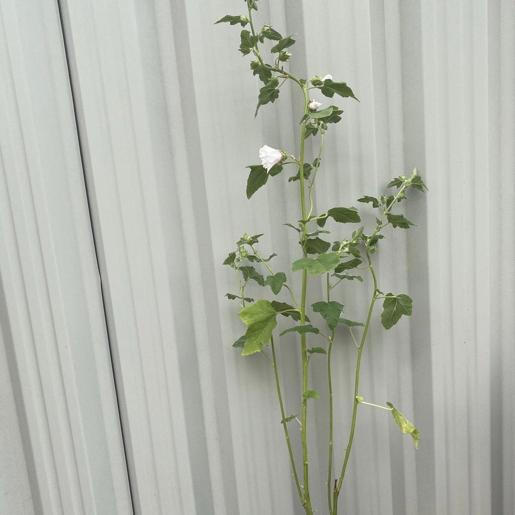 Lavatera 'Blushing Bride' 2L