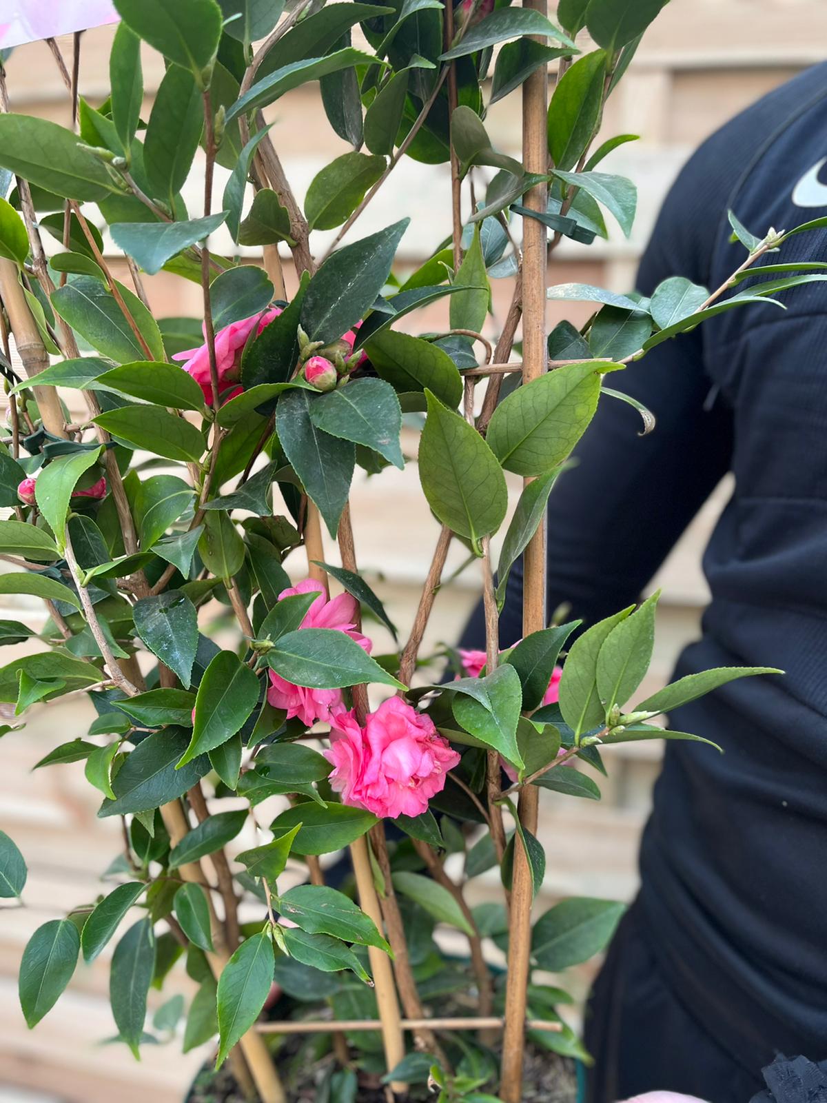 Camellia on frame 'Spring Festival ' 5L (100cm)