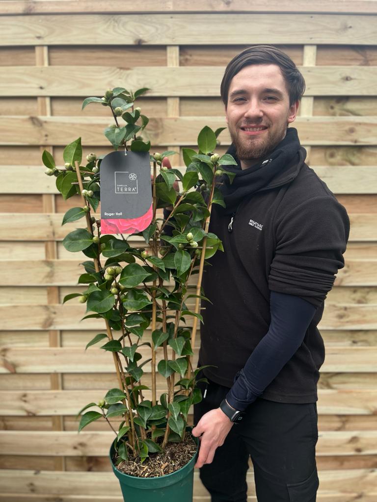 Camellia  'Roger Hall' 1L / 5L (100cm)