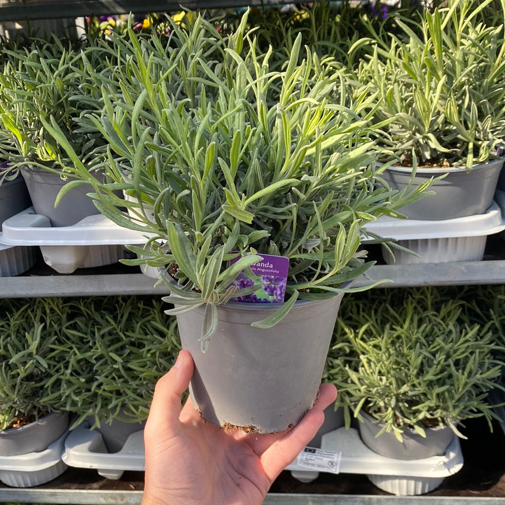 Lavender angustifolia 'Munstead' 9cm/1.5L