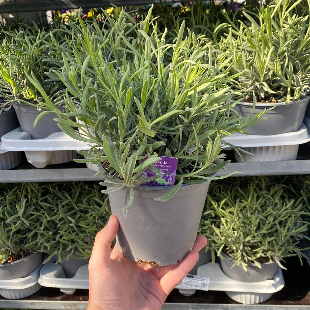 Lavender angustifolia 'Munstead' 9cm/1.5L