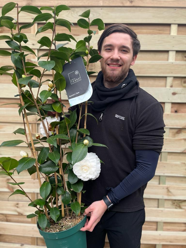 Camellia on frame 'Nuccio's Gem' 5L (100cm)