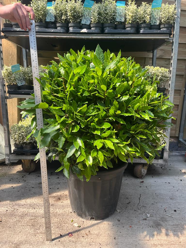 Established Laurus Nobilis Ball (Bay Leaf Ball) 10L / 15L / 24L / 30L